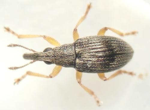 Réf. 188 178 : Kalcapion semivittatum